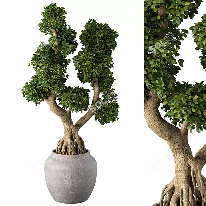 Zen Bonsai Tree Plant Sculpture 3D model image 1