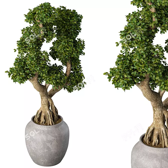 Zen Bonsai Tree Plant Sculpture 3D model image 2