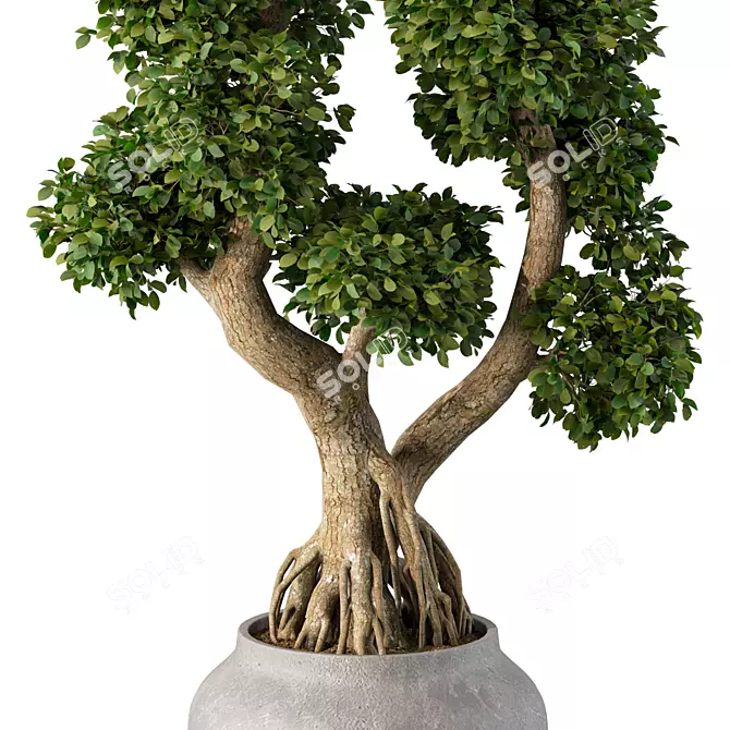 Zen Bonsai Tree Plant Sculpture 3D model image 4