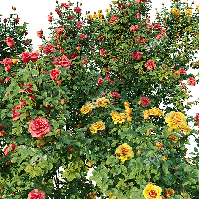 Three Rose Bushes with Varieties 3D model image 2