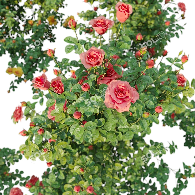 Three Rose Bushes with Varieties 3D model image 3