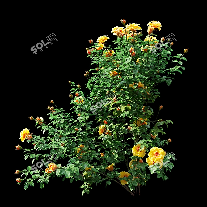 Three Rose Bushes with Varieties 3D model image 4