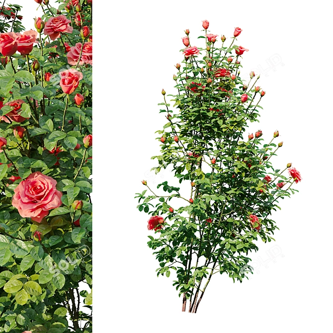 Three Rose Bushes with Varieties 3D model image 5