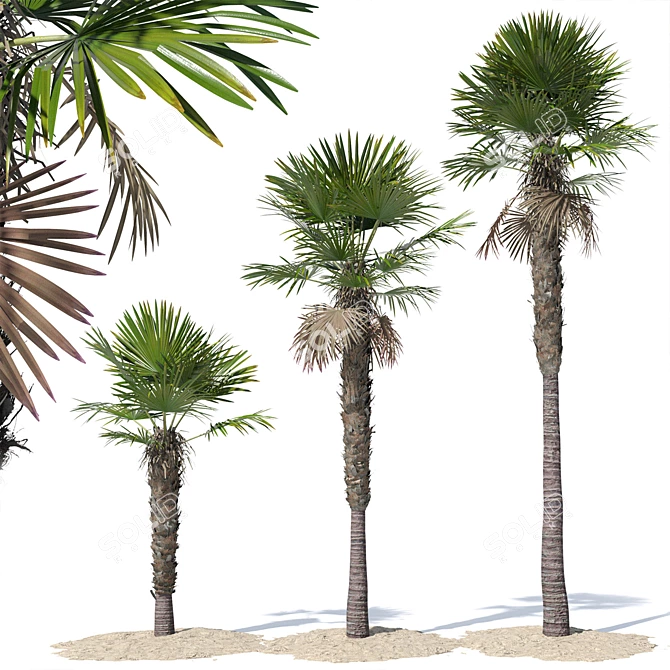 Trachycarpus fortunei Palm Tree Models 3D model image 1