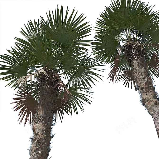 Trachycarpus fortunei Palm Tree Models 3D model image 2