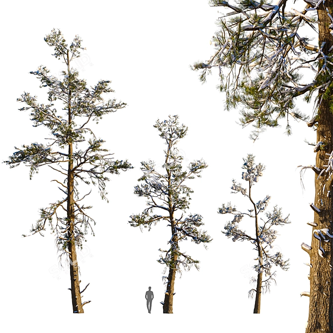 Snowy Pine Trio Display 3D model image 1