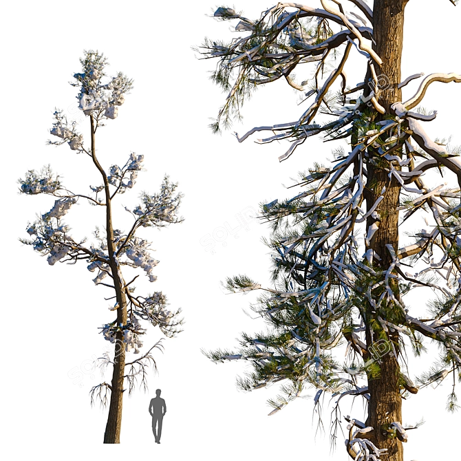 Snowy Pine Trio Display 3D model image 2