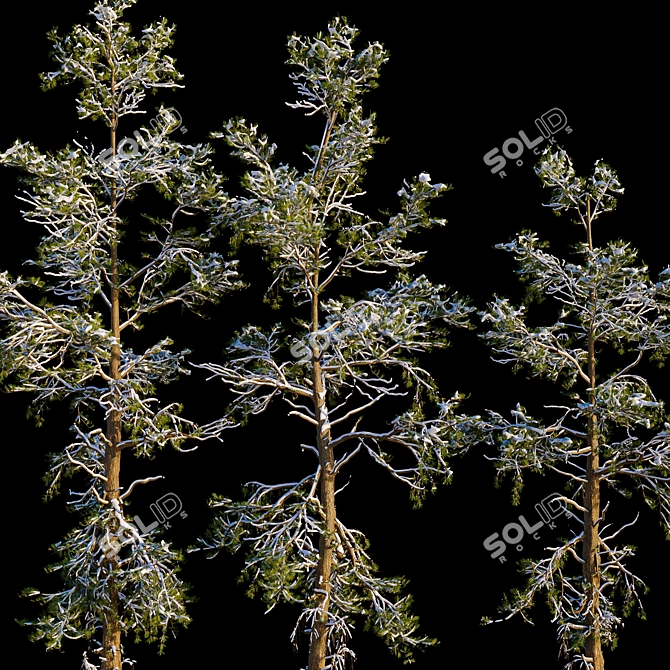 Snowy Pine Trio Display 3D model image 4