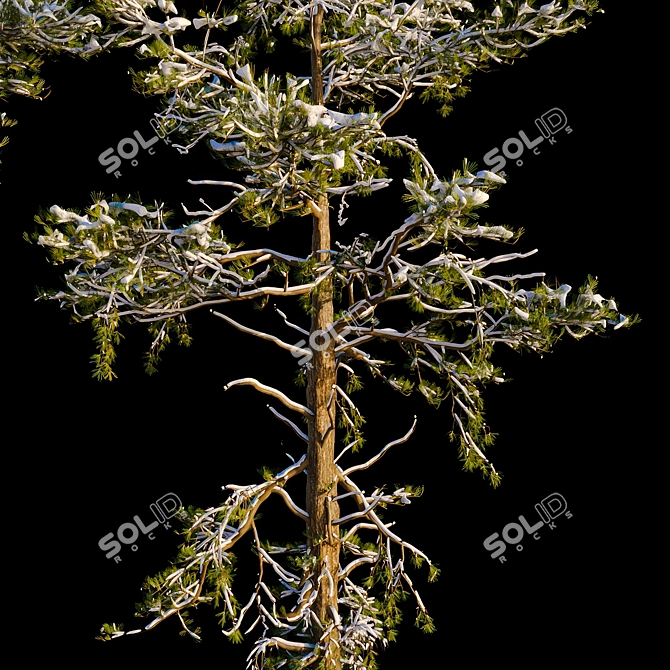 Snowy Pine Trio Display 3D model image 5