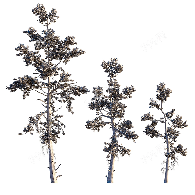 Snowy Pine Trio Display 3D model image 6