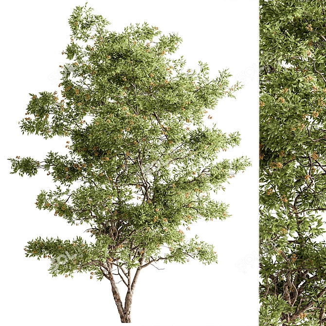 Plush Velvet Ash Tree Set 3D model image 1