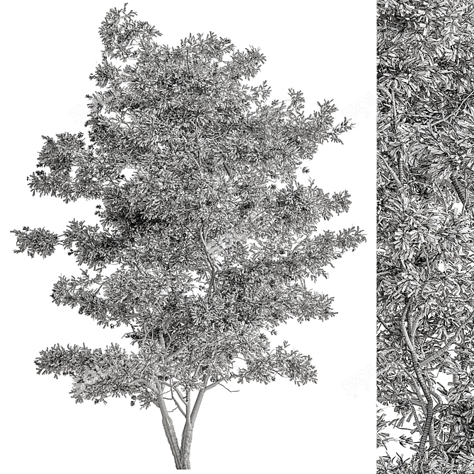 Plush Velvet Ash Tree Set 3D model image 3