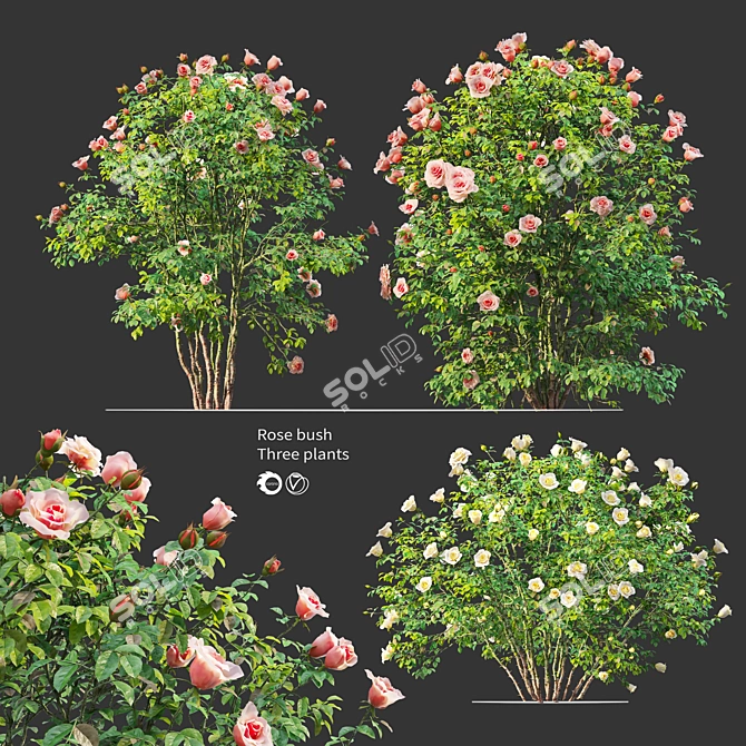 Triple Rose Bush Set 3D model image 1