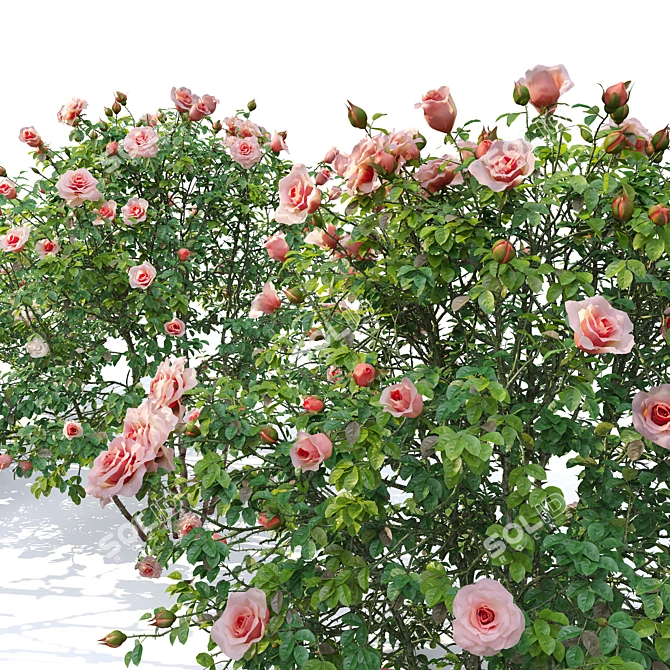 Triple Rose Bush Set 3D model image 2