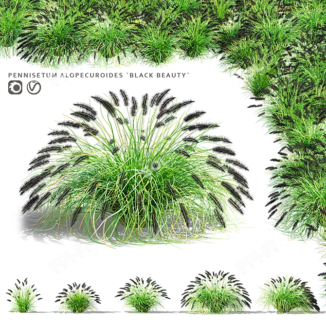 Black Beauty Pennisetum Decorative Grasses 3D model image 1