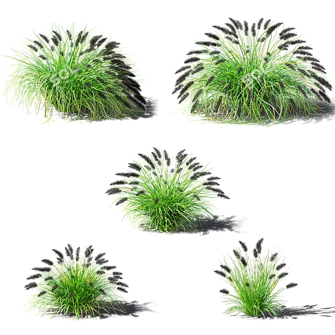 Black Beauty Pennisetum Decorative Grasses 3D model image 2