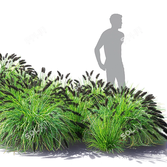 Black Beauty Pennisetum Decorative Grasses 3D model image 3