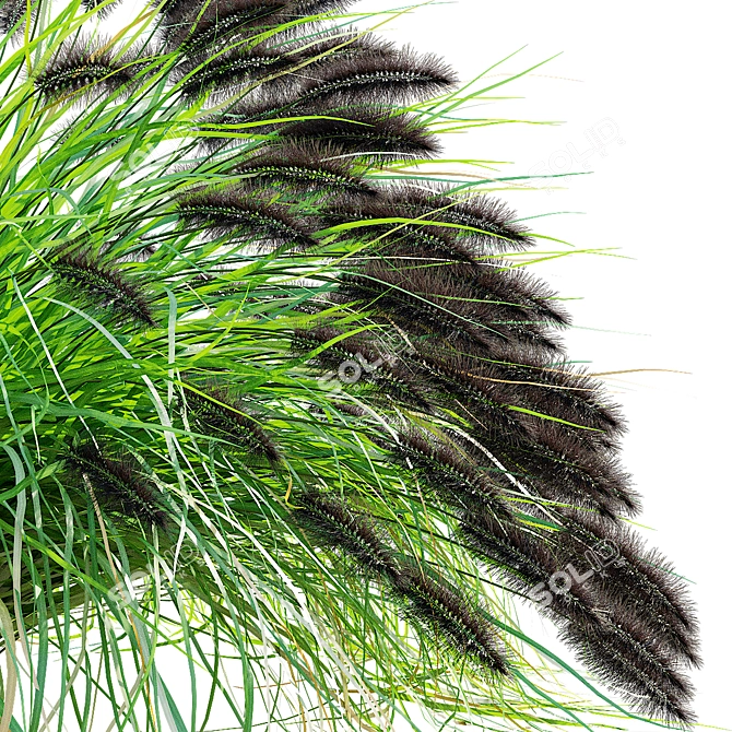 Black Beauty Pennisetum Decorative Grasses 3D model image 4