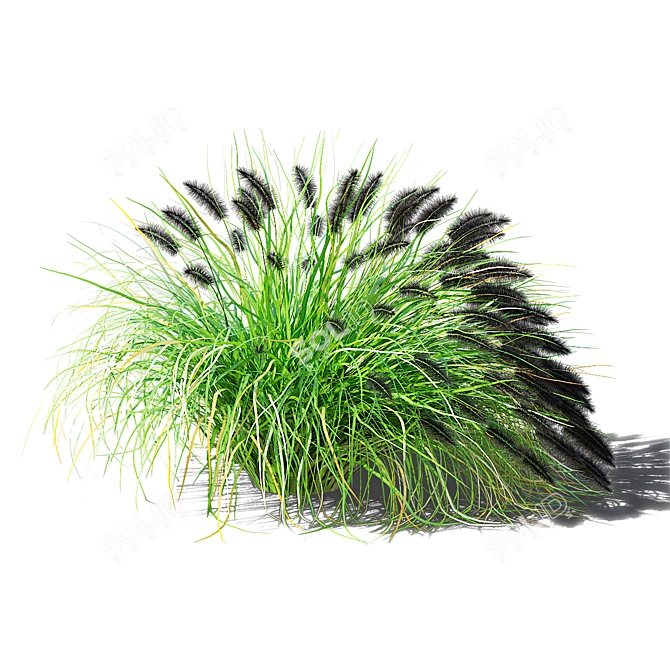 Black Beauty Pennisetum Decorative Grasses 3D model image 5