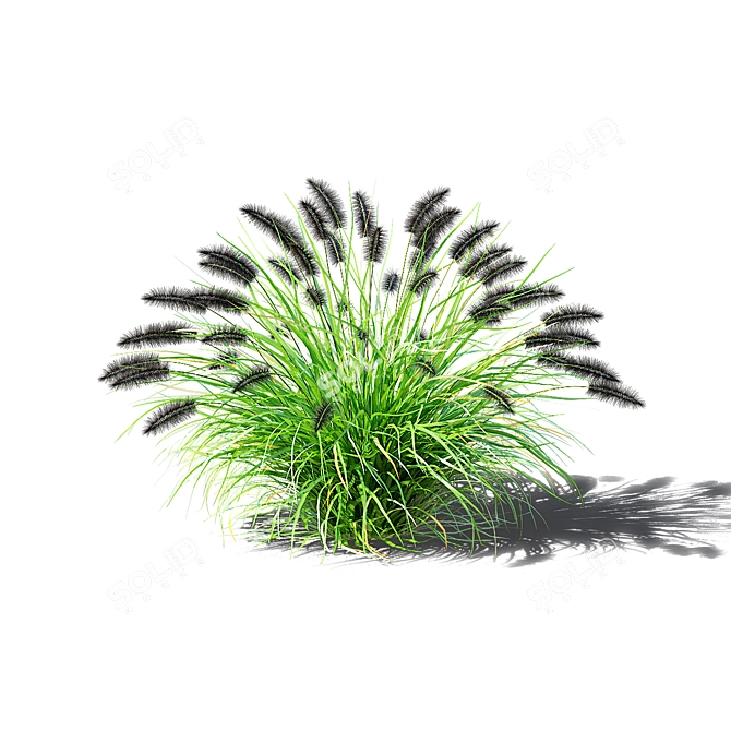 Black Beauty Pennisetum Decorative Grasses 3D model image 6