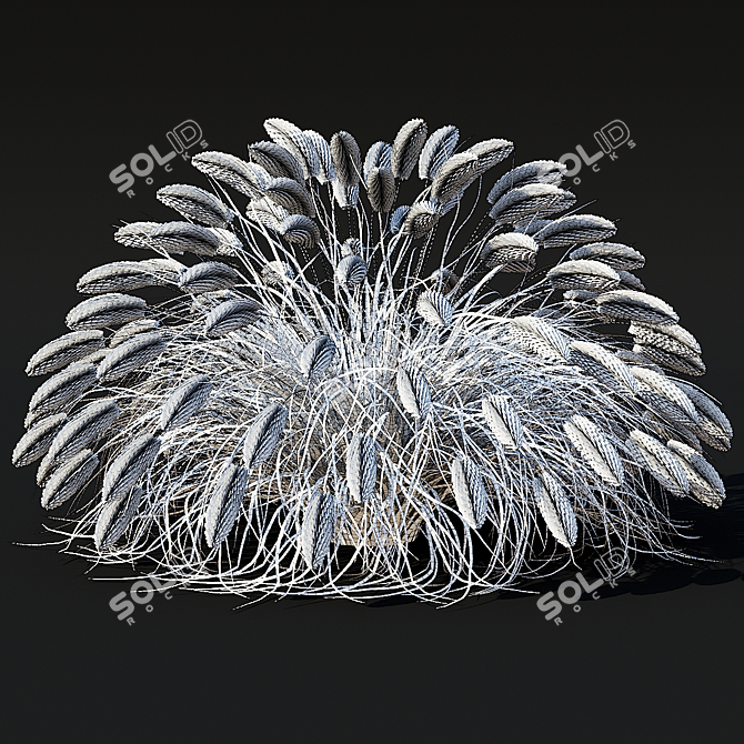 Black Beauty Pennisetum Decorative Grasses 3D model image 7