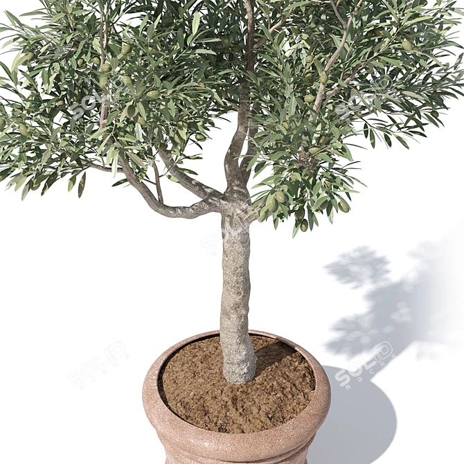 Potted Olive Tree Duo Set 3D model image 2