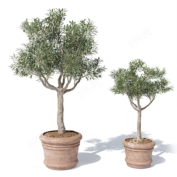 Potted Olive Tree Duo Set 3D model image 3