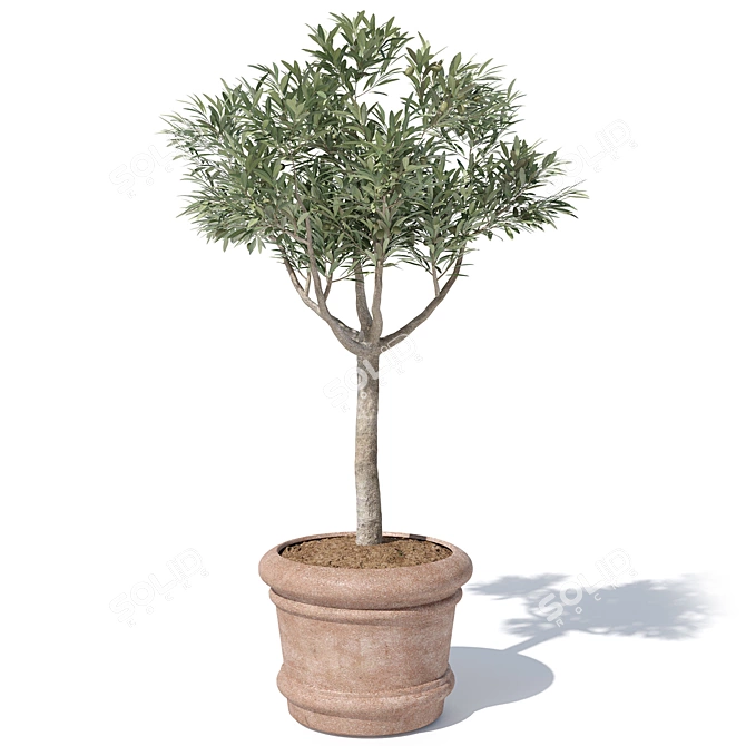 Potted Olive Tree Duo Set 3D model image 4