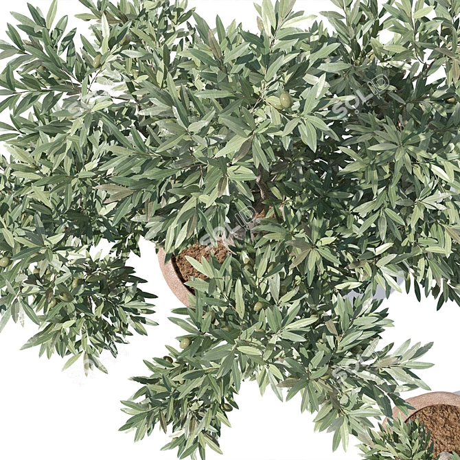 Potted Olive Tree Duo Set 3D model image 5