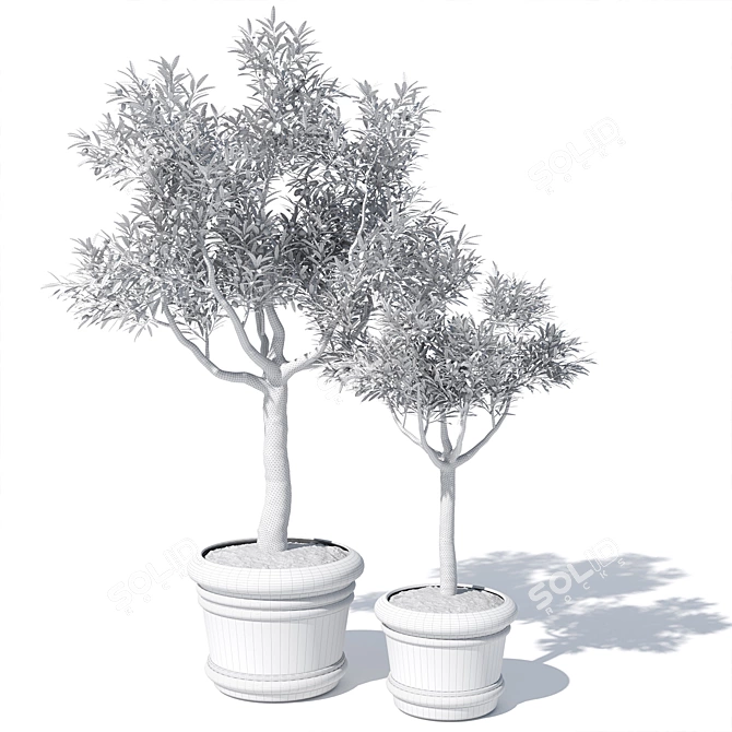 Potted Olive Tree Duo Set 3D model image 6