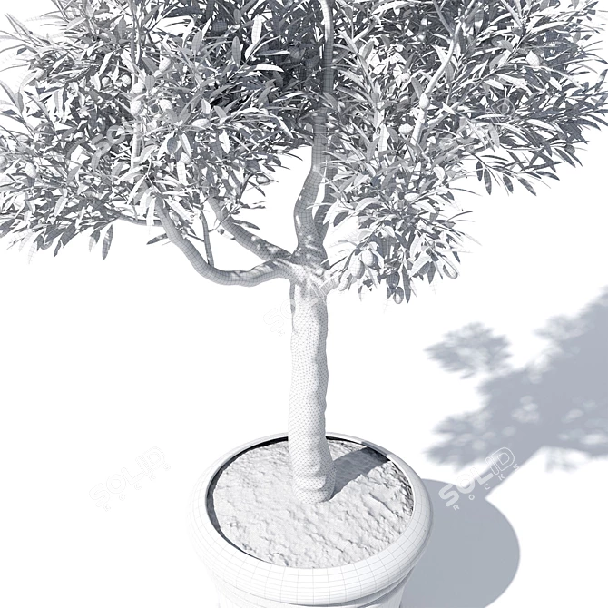 Potted Olive Tree Duo Set 3D model image 7