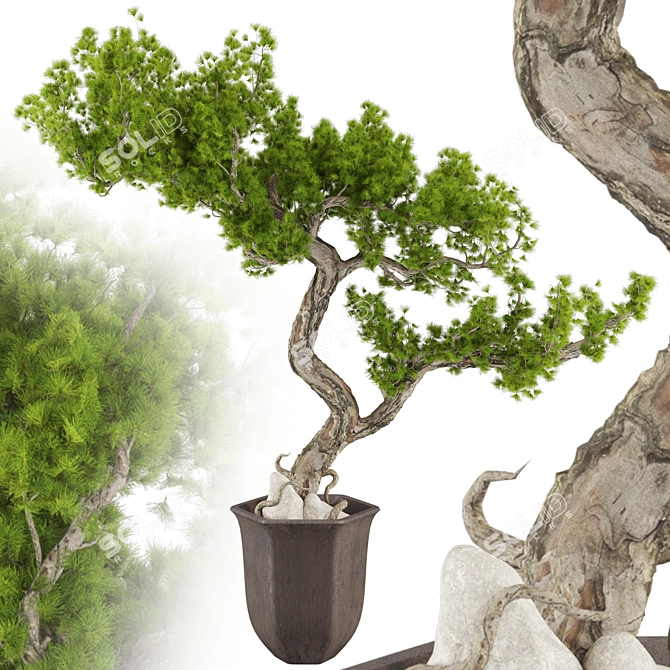 Max 2015 Bonsai Set UV Unwrap 3D model image 2