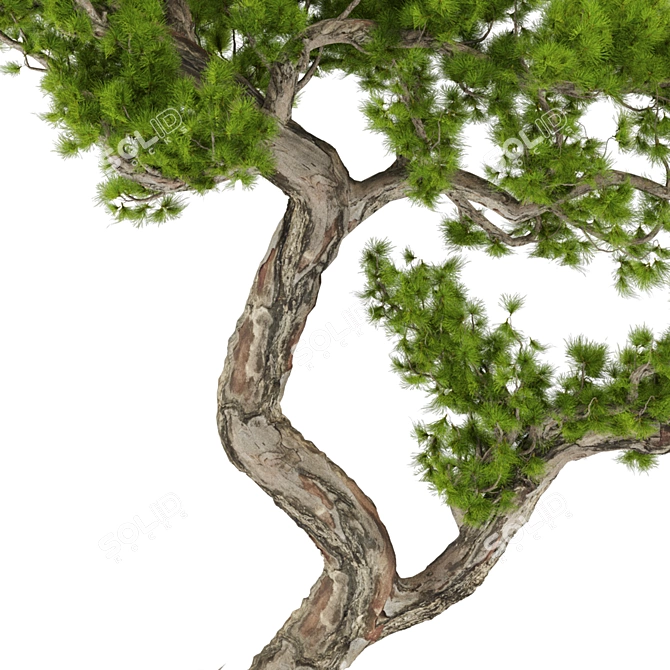 Max 2015 Bonsai Set UV Unwrap 3D model image 4