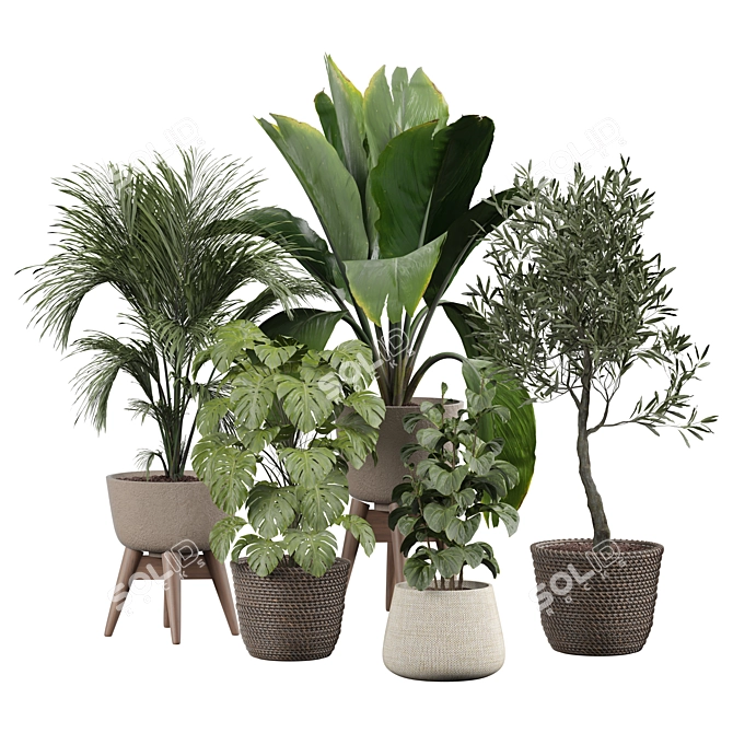 Modern Indoor Plant 3D Model 3D model image 1