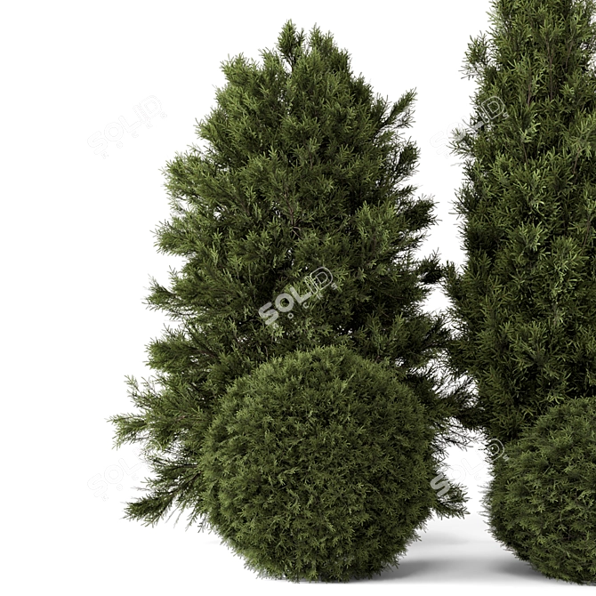 Outdoor Pine Tree Bush Model 3D model image 2