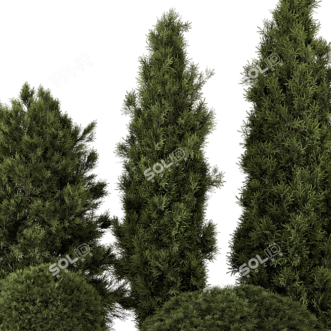 Outdoor Pine Tree Bush Model 3D model image 3