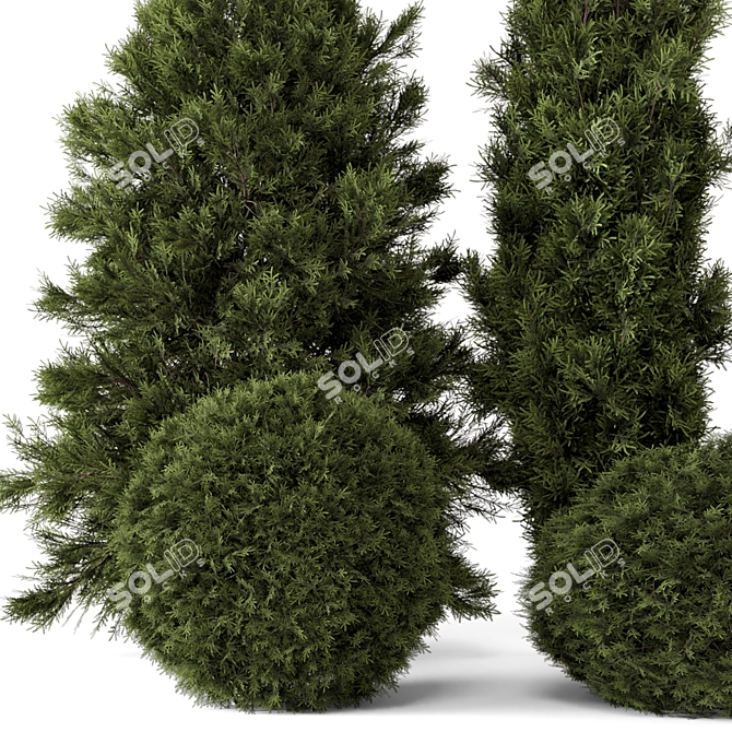 Outdoor Pine Tree Bush Model 3D model image 4