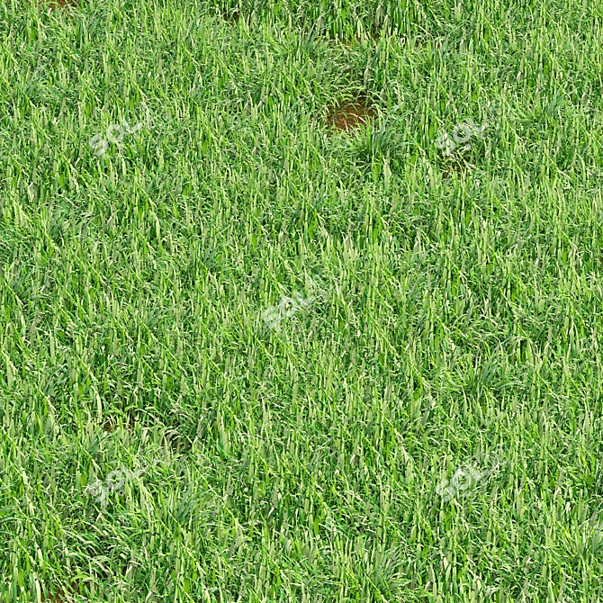 Lush Meadow 3D Grass Model 3D model image 1