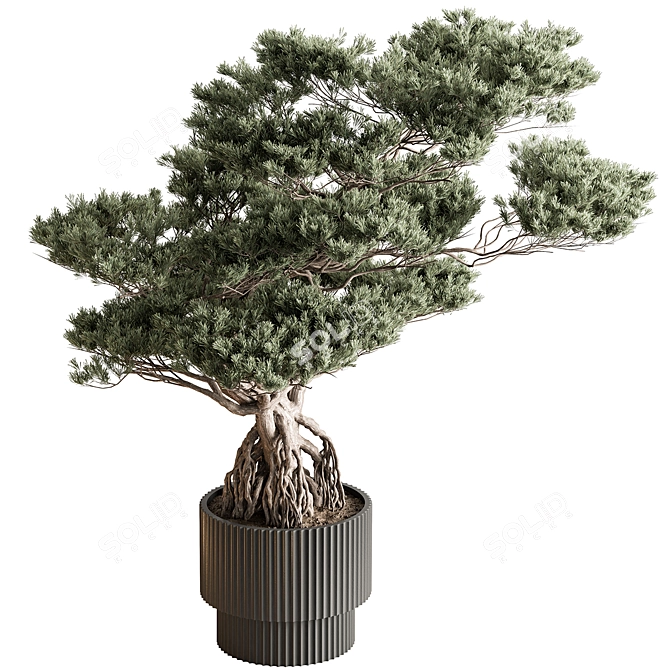 Zen Bonsai Plant - Indoor 3D model image 1