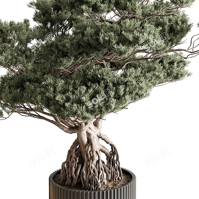 Zen Bonsai Plant - Indoor 3D model image 2