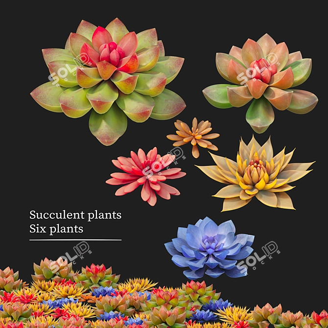 Six Succulent Plants Collection 3D model image 1