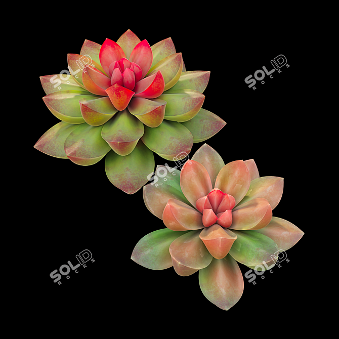 Six Succulent Plants Collection 3D model image 2