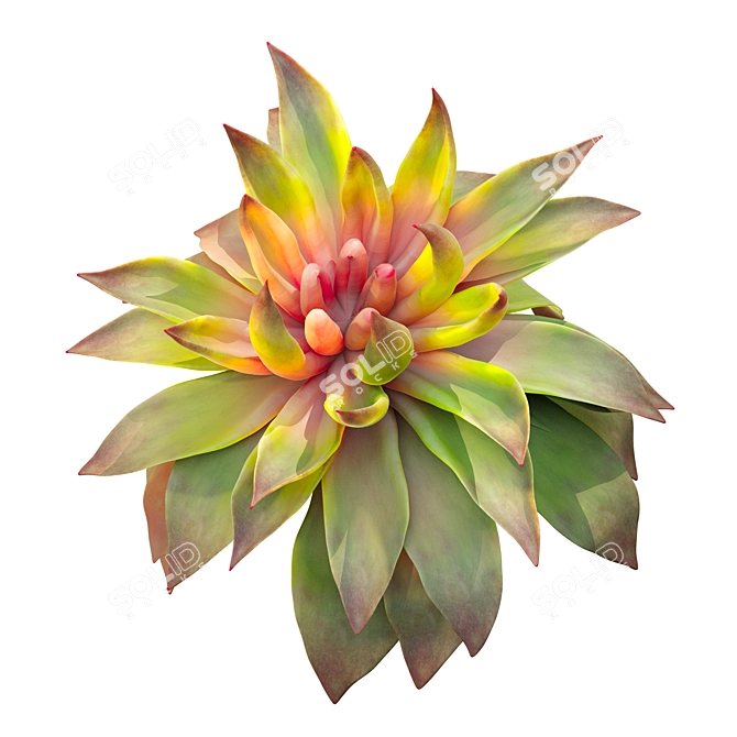 Set of Four Succulent Plants 3D model image 2