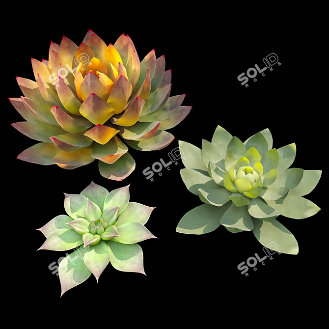 Set of Four Succulent Plants 3D model image 3