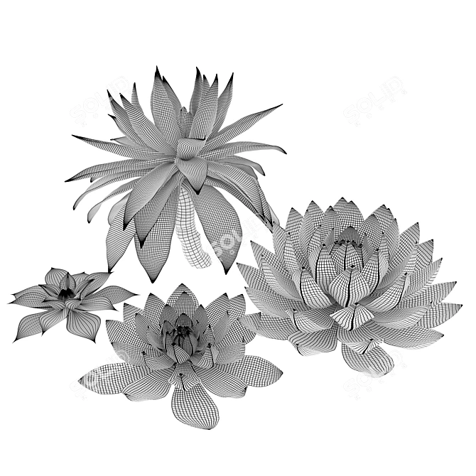 Set of Four Succulent Plants 3D model image 5