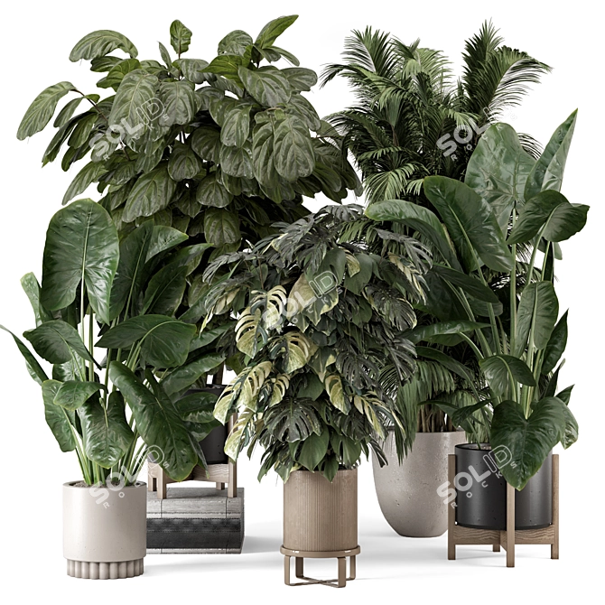 Modern Indoor Plants in Large Bau Pot 3D model image 1