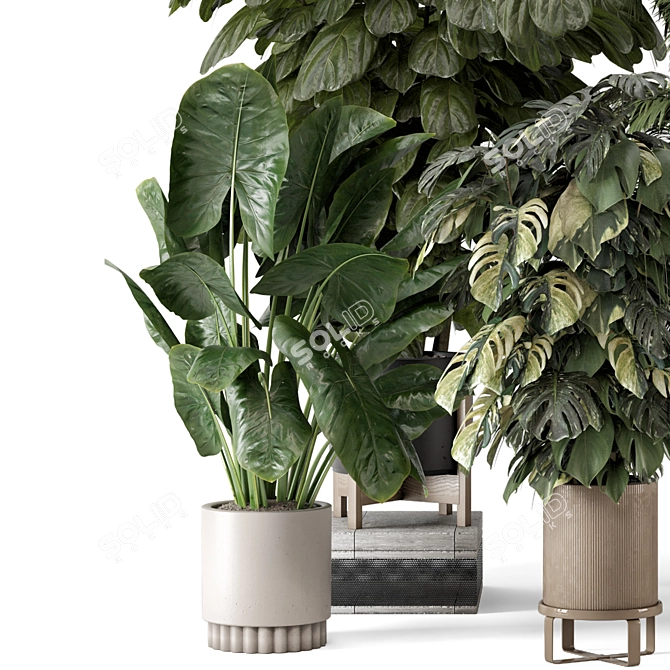 Modern Indoor Plants in Large Bau Pot 3D model image 6