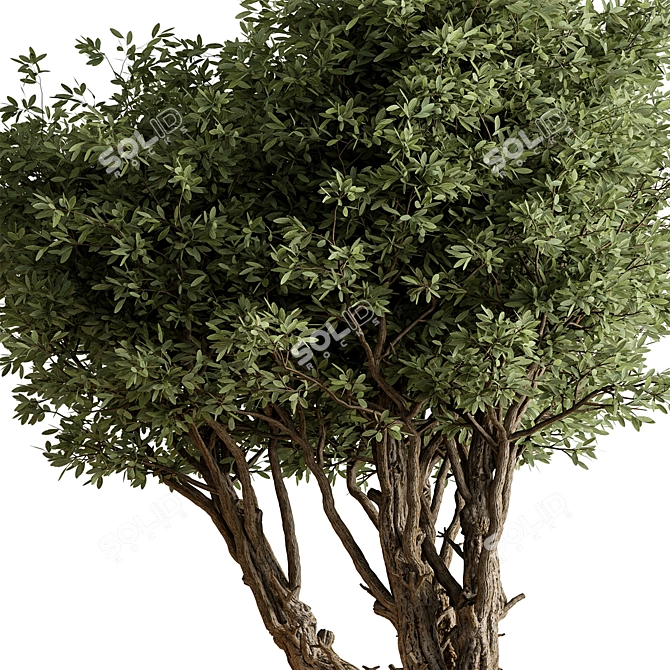 Potted Tree: Indoor Plant 619 3D model image 2