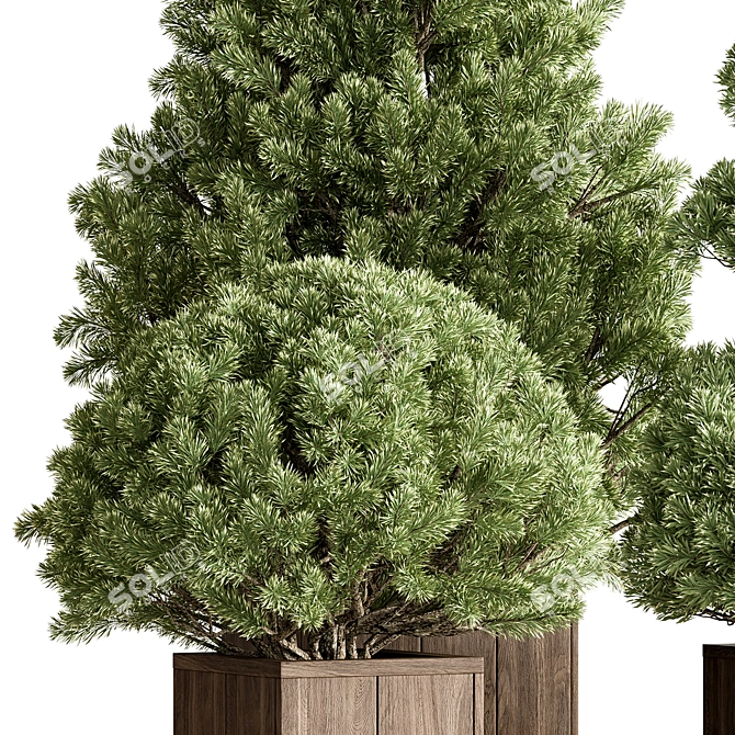 Plum Pines Outdoor Plant 3D model image 2