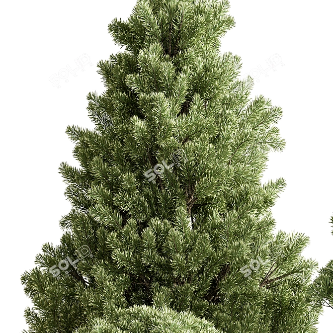 Plum Pines Outdoor Plant 3D model image 3